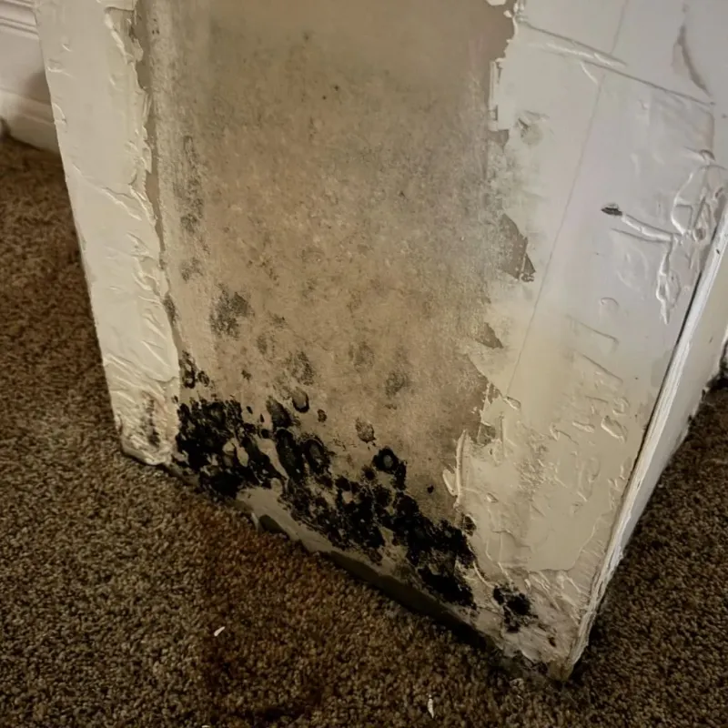 Professional Mold Removal in Rockfish, NC